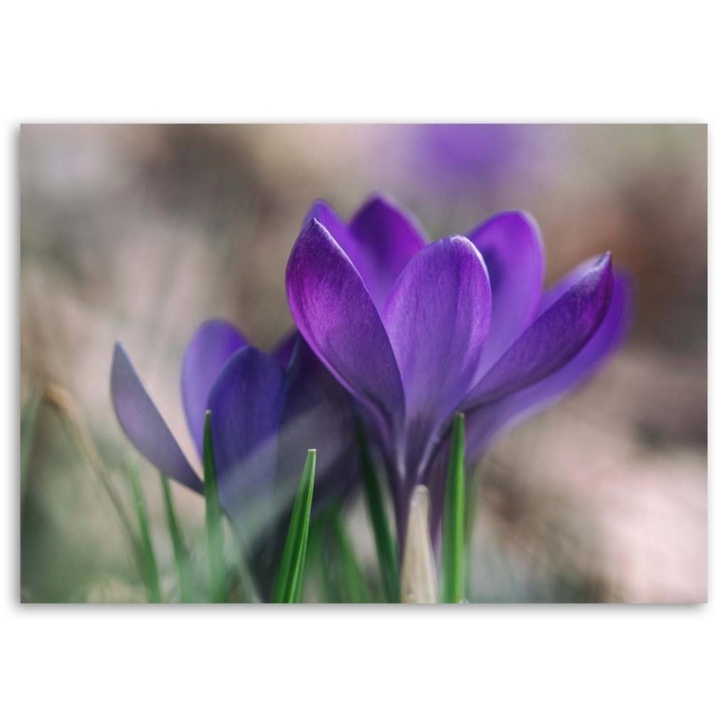 Canvas print, Spring crocuses