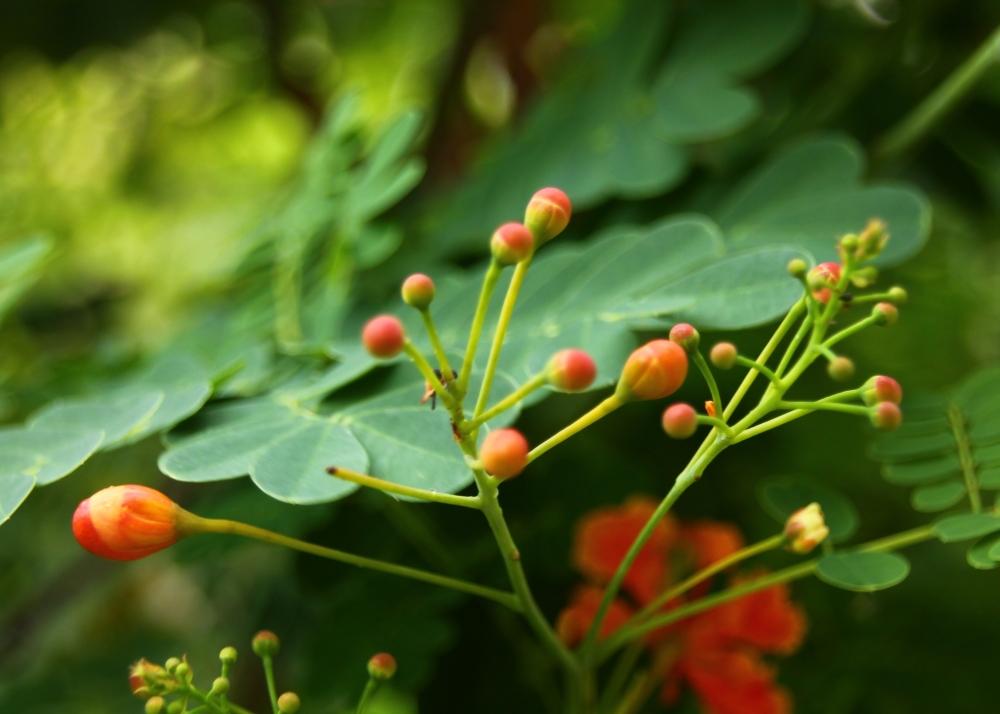 SAFLAX Mexican Bird Of Paradise - 10 семян - Caesalpinia pulcherrima