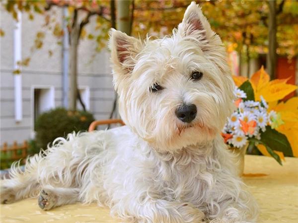 DIY 5d алмазная живопись кошка полная квадратная/круглая дрель Алмазная вышивка крестиком животное мозаика картина домашний декор