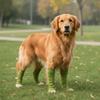 Elastic Dog Leg Covers Anti-dirty Dog Elbow Cover Anti-fouling Pet Elbow Protector  Sports Sheath
