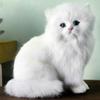 1Pc Simulation Persian Cat Toy Cute Persian Cat Realistic Plush Toy Children's Gift Desktop Toy Decoration