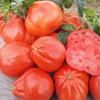 50 Red Pear Tomato Seeds - Old Vegetable Garden Vegetable - Reproducible Peasant Seeds - Semiwild