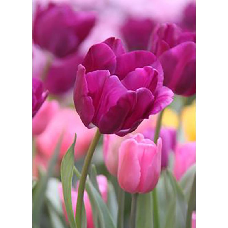 DIY 5D полный круглый дрель набор алмазов для рисования красивый цветок алмазная вышивка набор крестиков домашний декор подарок настенное искусство