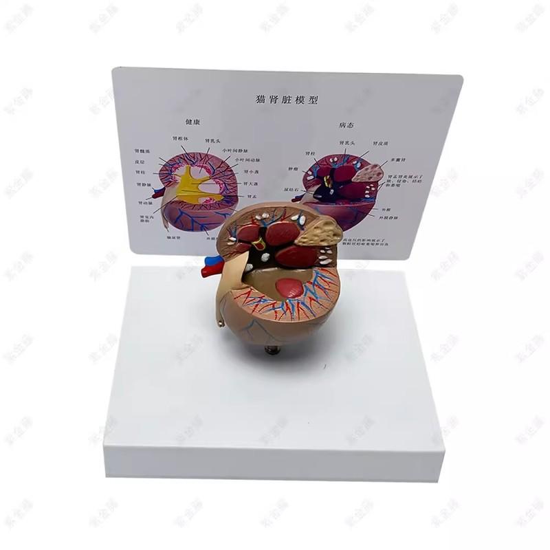 Cat kidney pathological health anatomical model feline pet teaching AIDS Veterinary medical model