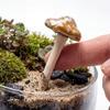 4 шт. Реалистичная Керамическая Скульптура Мини Садовый Пейзаж Статуэтка Сказочный Гриб Горшок для Цветов Украшение