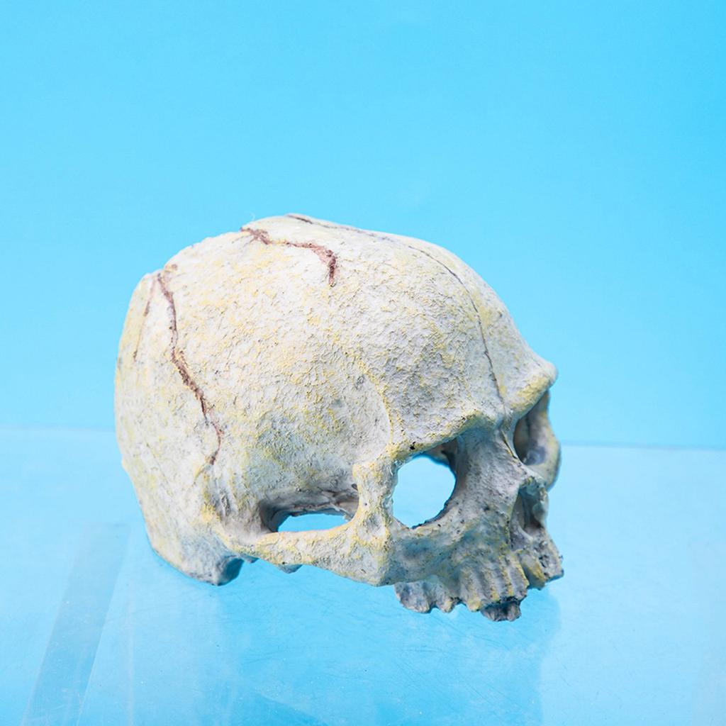 Смола Фигурка Черепа Укрытия и Пещеры для Рептилий Аксессуары для Аквариума Террариума для Леопардового Геккона Бородатой Агамы Шарового Питона