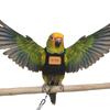 Parrots Flight Suit Harness Vest With Strong Leash Training Suit For Parrots Pet Bird Outdoor Exploration And Exercise
