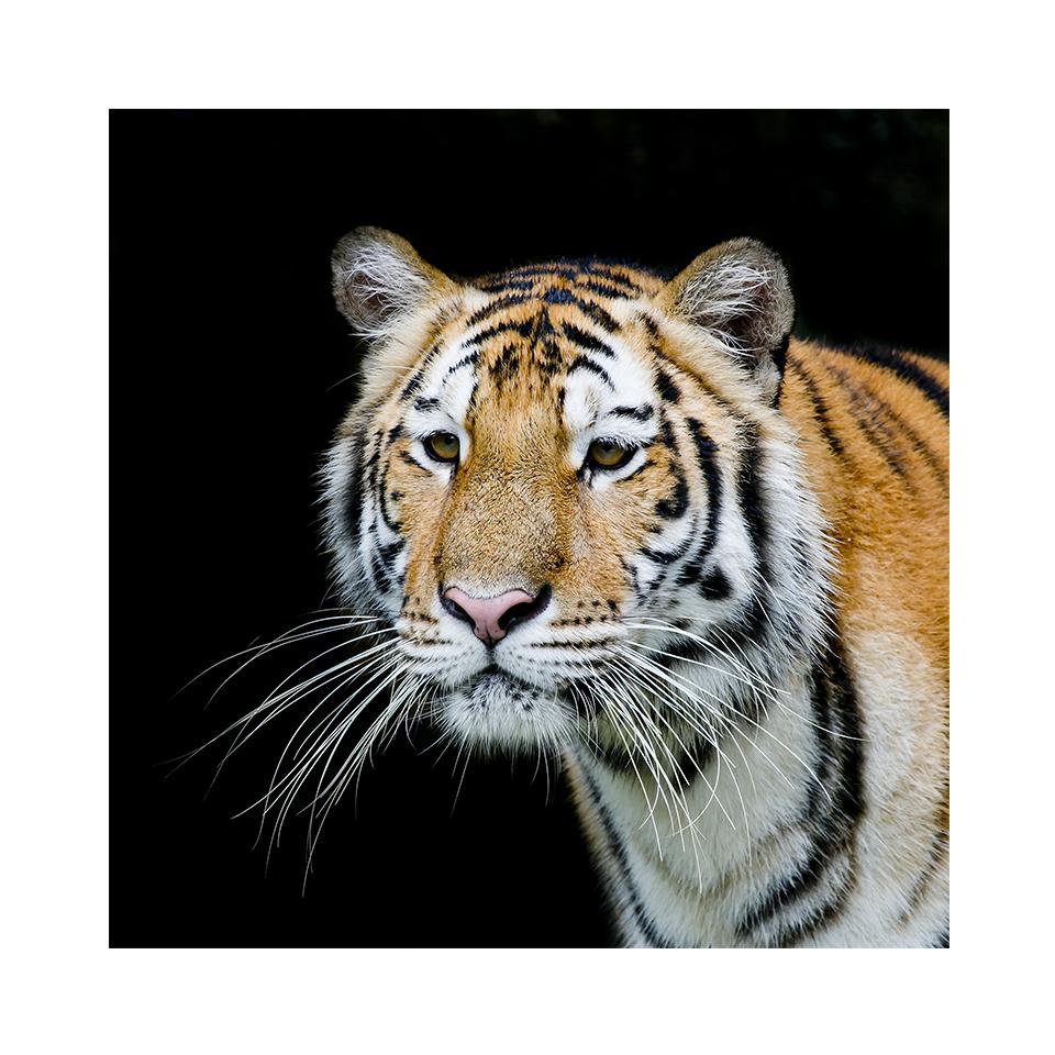5D DIY алмазная живопись тигр горный хрусталь картина полная алмазная вышивка животное мозаика искусство вышивка крестиком комплект домашний декор подарок