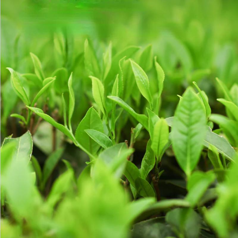 360 г Темный чай Аньхуа Кирпич Хунань Золотой цветок Органический черный чай Фуча ручной работы