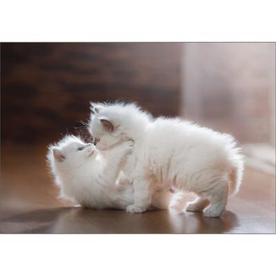 Пазл BN Cats Mischief Jigsaw Puzzle 10-066, 1000 деталей, разные цвета