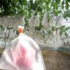 Family & Garden 100Pcs Grape Vegetable Anti-bird Protection from Insect Net Bags Tool
