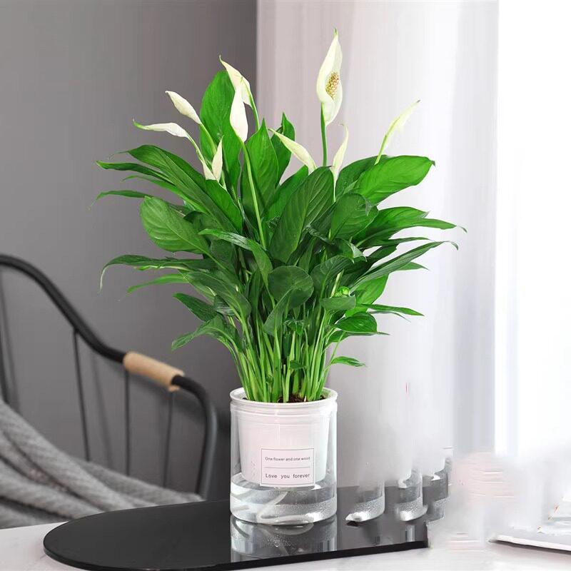 Smooth Sailing White Anthurium Potted Plant - Easy-to-Grow Indoor Greenery for Good Luck
