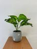 Artificial Plant Flower In A Pot For Home Office Realistic Dieffenbachia