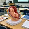 Анатомическая модель развития плода при беременности 1:Анатомическая модель таза женщины в масштабе 3:1 для изучения акушерства