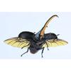Free Research Series No.26 Living Creatures Edition Hercules Beetle Plastic Model