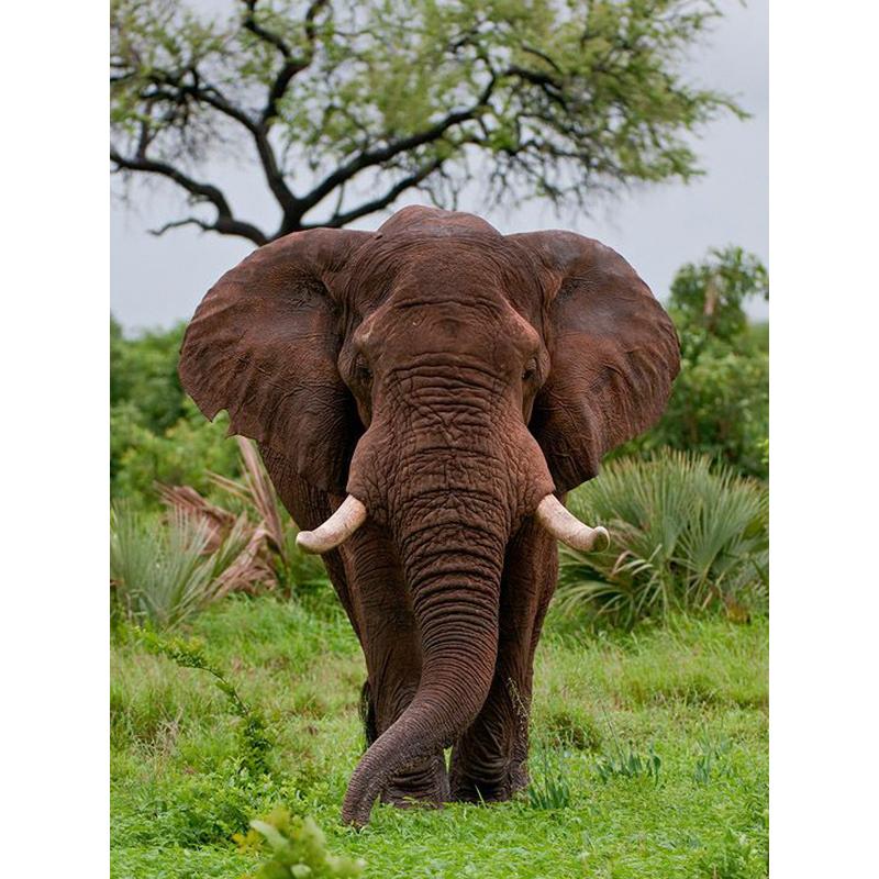 Слон DIY 5D алмазная живопись полная круглая дрель животное Алмазная вышивка крестиком мозаика наборы настенное искусство домашний декор