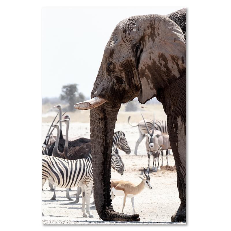 Canvas Print, Animals Africa Elephant Zebras Ostriches Antelopes