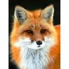 Новый 5D DIY алмазная живопись красная лиса Алмазная вышивка животные вышивка крестиком полная круглая дрель домашний декор ручной художественный подарок