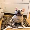 Christmas Dog Pad Thick Flannel Warm Blanket Leopard Print Blanket Dog Pad  Foot Pad Thick Cage Pad Pet Blanket Dog Beds
