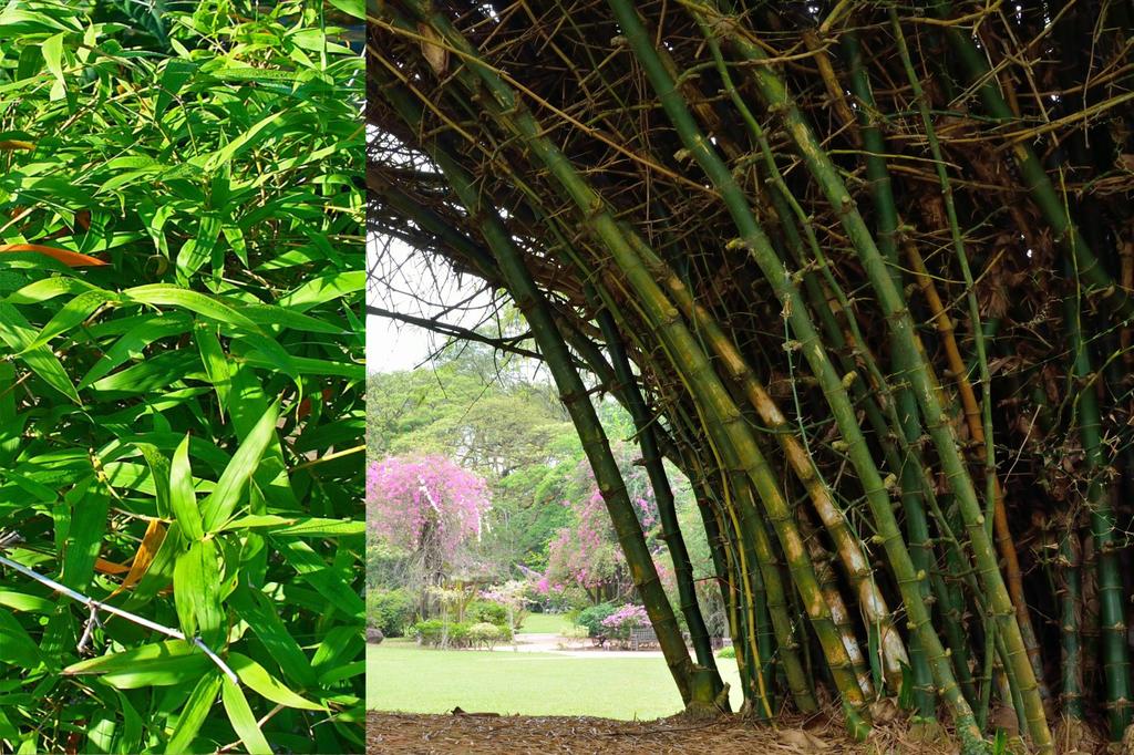 SAFLAX Бамбук большой колючий - 50 семян - Dendrocalamus arundinacea