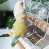 Bird Cage Bowls Bird Bowls Bird Dishes Splash Proof Clear Parrot Feeder With Perch Bird Food Bowl Rotating Parakeet Food Dish