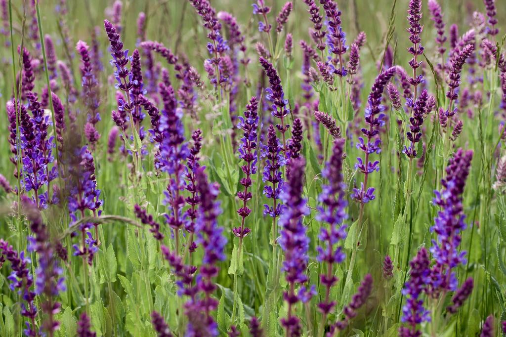 SAFLAX Garden in the Bag - Органический - Шалфей - 60 семян - С субстратом в подходящем стоячем пакете - Salvia officinalis