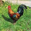 Garden Rooster Statue Chicken Sculpture For Yard Decor Weatherproof Hen Figurine For Patio Backyard Home Outdoor Decoration