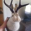 Таксидермия, Декор стены в виде головы, Настенное крепление в виде головы оленя, Настенное крепление в виде головы оленя, для украшения стен дома. Кролик Орнаменты Настенные украшения