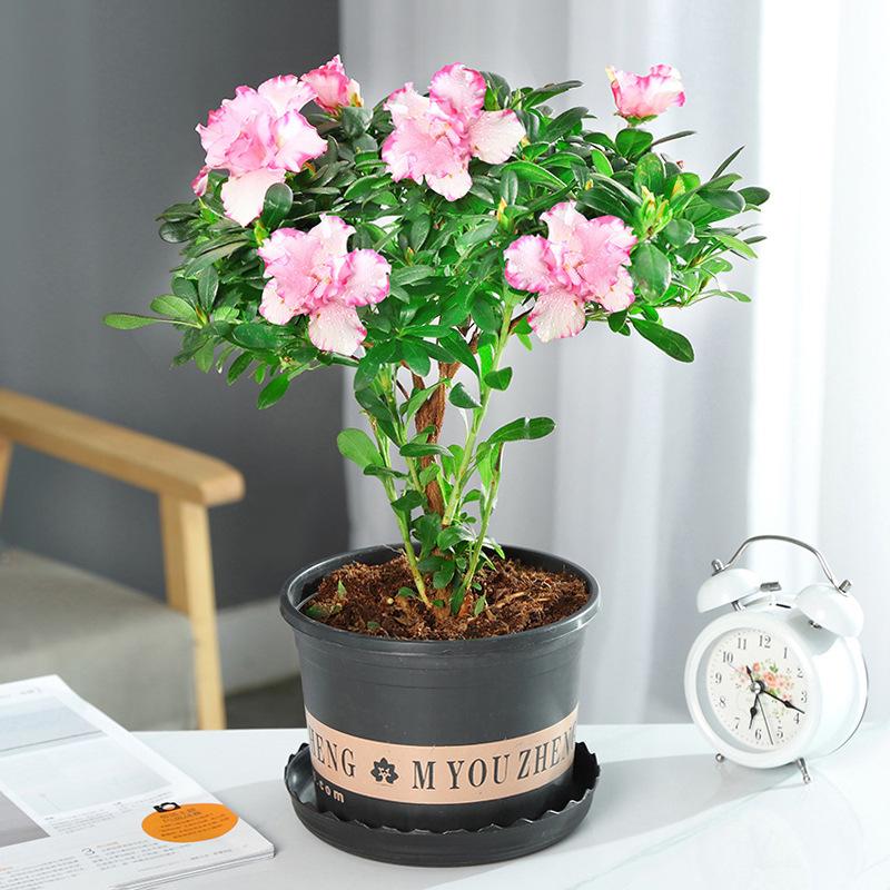 Large Azalea Potted Plant with Blooming Buds - Year-Round Indoor/Outdoor Cold-Resistant Green Flower, Easy Care