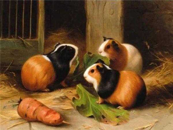 5d Алмазная картина Новые поступления Морская свинка Вышивка крестиком Домашняя крыса Мозаика Мышь Домашний декор