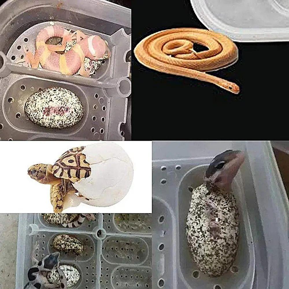 with Thermometer Reptile Hatch Box 16 Grids Crawler Incubation Case  Pet