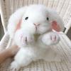 Super High Quality Simulation Plush White Rabbit Lifestyle Rex Bunny Neck Bow Home Decor Girl Room Decor Stuffed Animal Doll