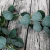 Artificial Eucalyptus Vine with Round Leaves for Home and Wedding Decoration