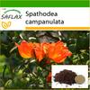 African Tulip Tree - 30 Seeds - With Potting Substrate for Better Cultivation - Spathodea Campanulata
