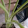 Plastic Plant Stem Support Holder Clear Plant Stem Support  for Flower Lovers