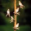 Solar Flicker Free Bird String Lights Waterproof Outdoor LED Lamps for Villa Courtyard Backyard Party Wedding Decor