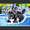 5D DIY Алмазная картина Счастливая собака играет Алмазная вышивка Набор для вышивки крестом Полный горный хрусталь Мозаика Домашний декор
