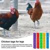 100pcs Plastic Poultry Leg Tags Mixed Colour Bird Leg Sign Rings  Poultry Accessories