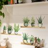 Plant Green Plants Potted Plant Shelf Wall Sticker Living Room Bedroom Home Background Wall Sticker Self-adhesive Pvc
