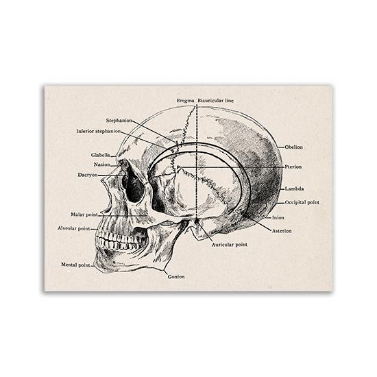 Vintage Human Anatomy Artwork Medical Wall Picture Muscle Skeleton Poster Canvas Art Print Education Hospital Pharmacy Paintings