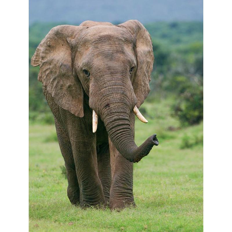 Слон DIY 5D алмазная живопись полная круглая дрель животное Алмазная вышивка крестиком мозаика наборы настенное искусство домашний декор