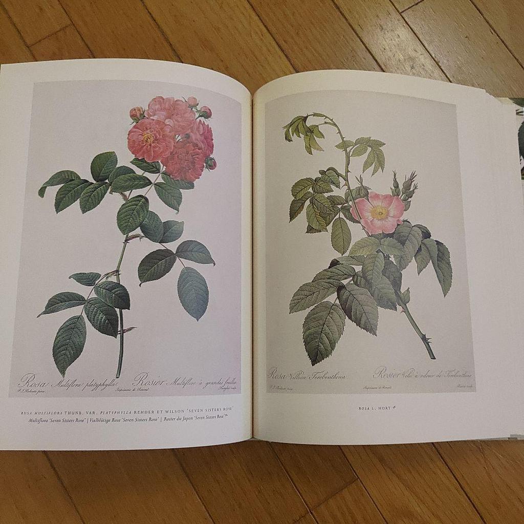 [USED] The Roses by Pierre Joseph Redouté