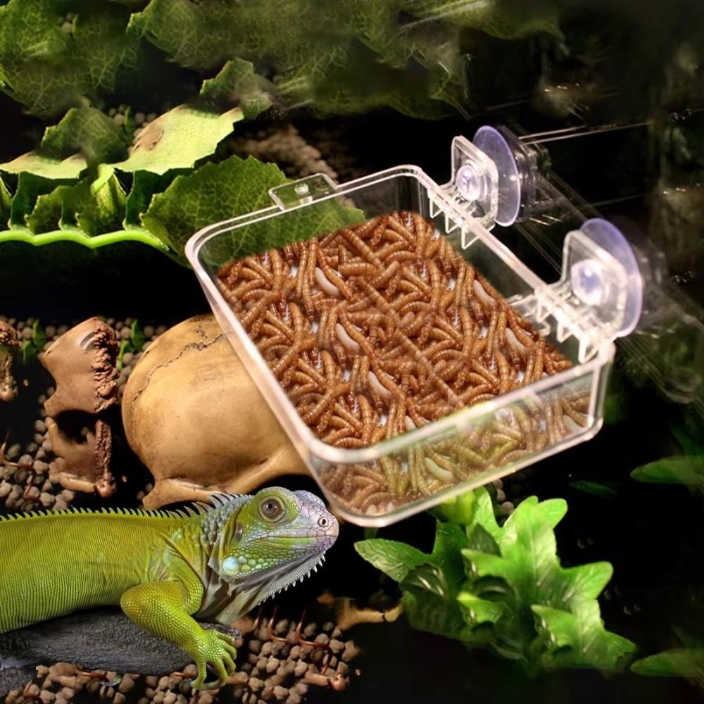 Anti-Escape Reptile Food Dish Reptile Food Water Feeding For Chameleon Iguana Lizard Snakes