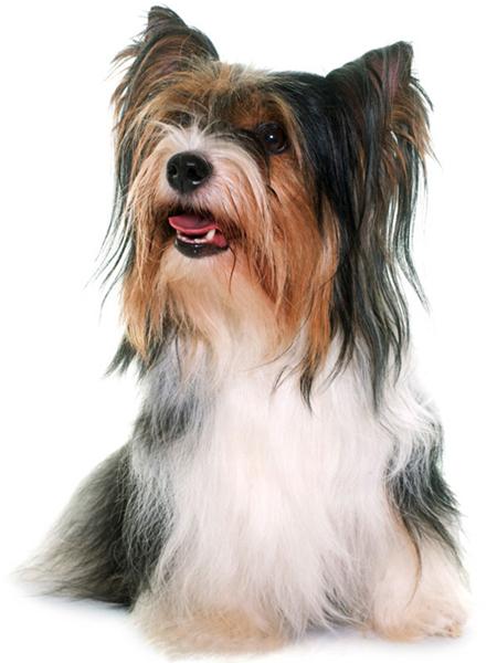 5d Алмазная картина Новые поступления Морская свинка Вышивка крестиком Домашняя крыса Мозаика Мышь Домашний декор