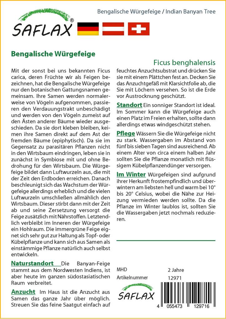 SAFLAX Индийский баньян - 20 семян - Ficus benghalensis