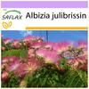 Pinc Acacia - 50 семян - Albizia julibrissin