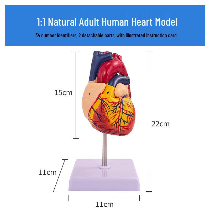 Большая анатомическая модель человеческого сердца с 34 отметками для обучения медицинской ультразвуковой диагностике