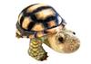 Taiyo Sangyo Boeki Plush Toy Wild Graphie Turtle SA036