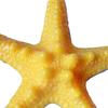 5 шт., украшение в виде морской звезды, пляж, океан, морская звезда, украшение для дома, стены и вечеринки