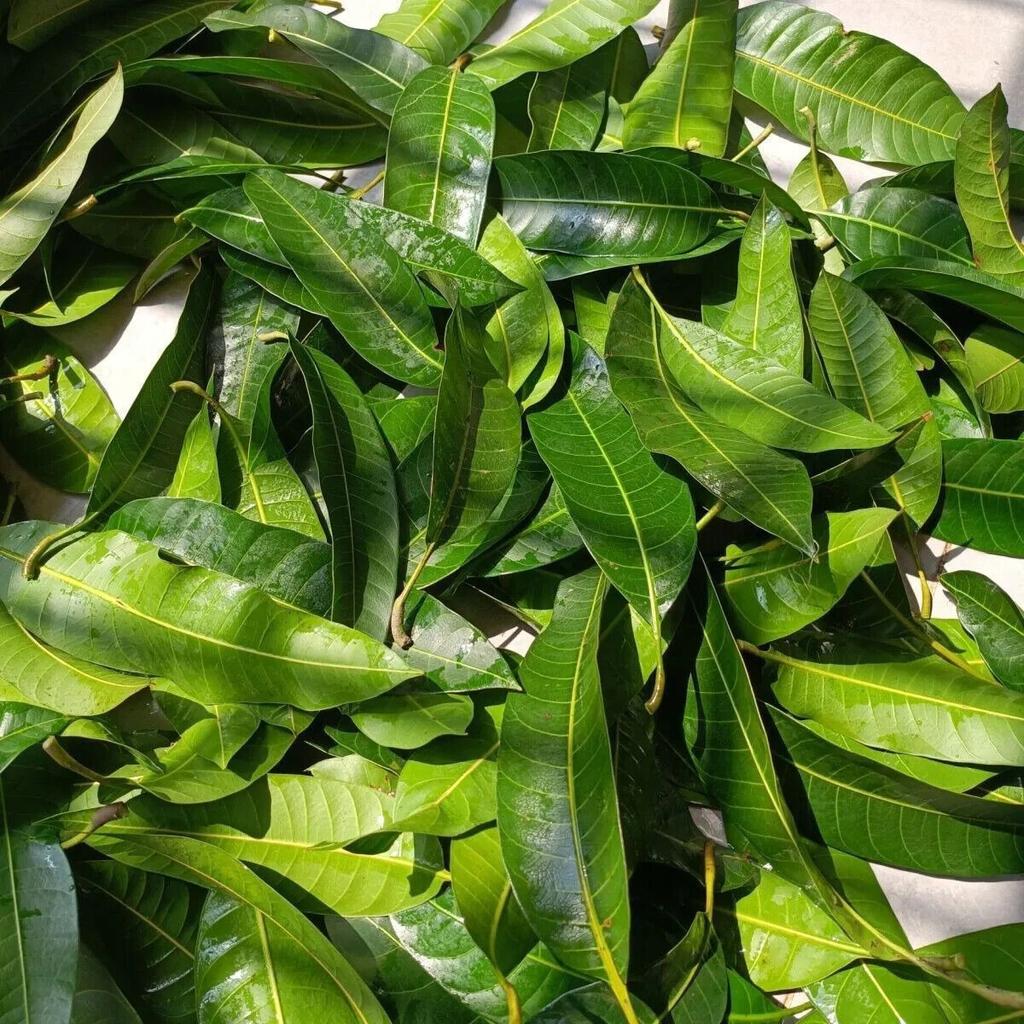ORGANIC Dried Mango Leaves Quality Pure Leaf For Tea 500g
